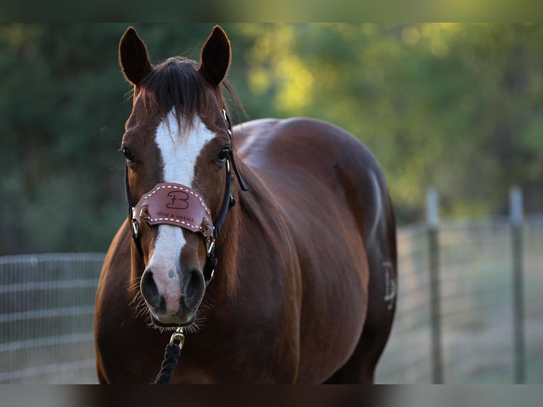 American Quarter Horse Wallach 7 Jahre 152 cm Dunkelfuchs in Valley Springs CA