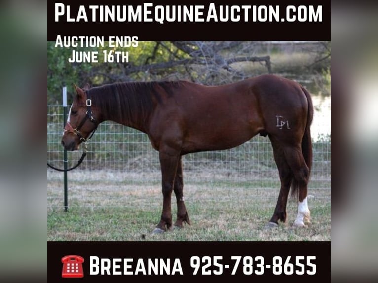 American Quarter Horse Wallach 7 Jahre 152 cm Dunkelfuchs in Valley Springs CA