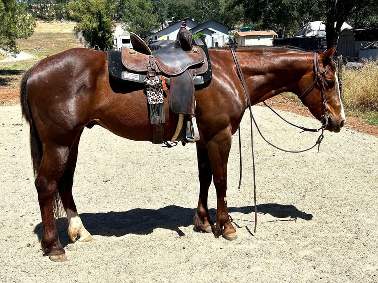 American Quarter Horse Wallach 7 Jahre 152 cm Dunkelfuchs in Valley Springs CA