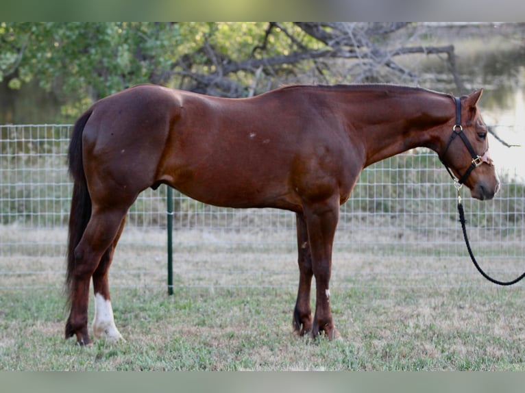 American Quarter Horse Wallach 7 Jahre 152 cm Dunkelfuchs in Valley Springs CA
