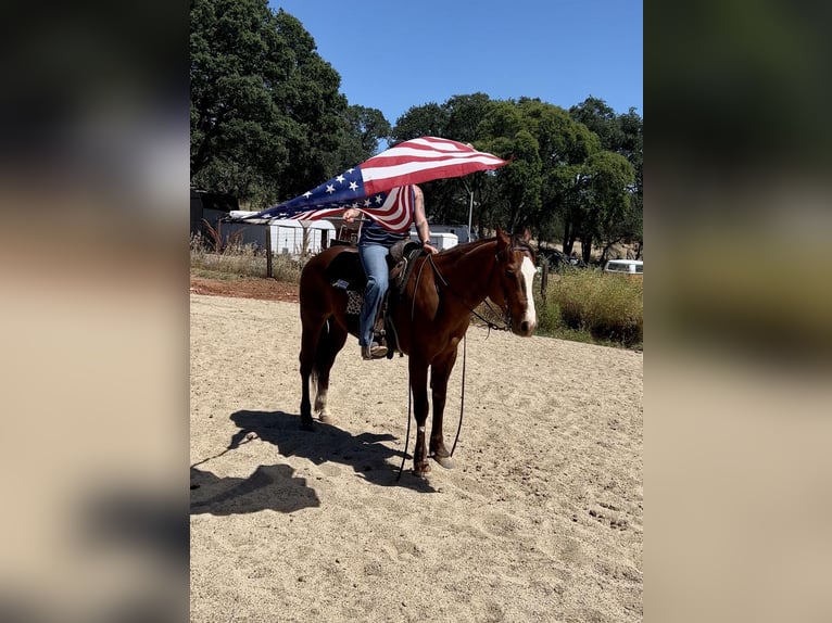 American Quarter Horse Wallach 7 Jahre 152 cm Dunkelfuchs in Valley Springs CA