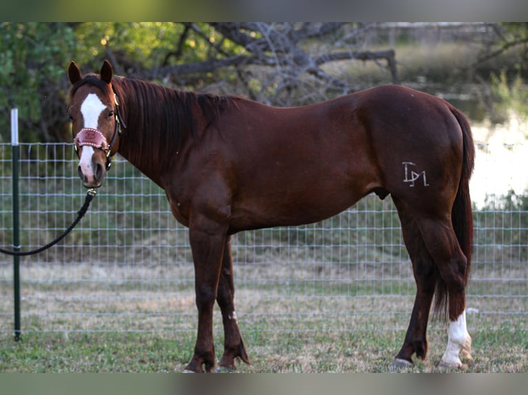 American Quarter Horse Wallach 7 Jahre 152 cm Dunkelfuchs in Valley Springs CA