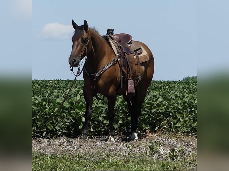 American Quarter Horse Wallach 7 Jahre 152 cm Falbe in Joy, IL