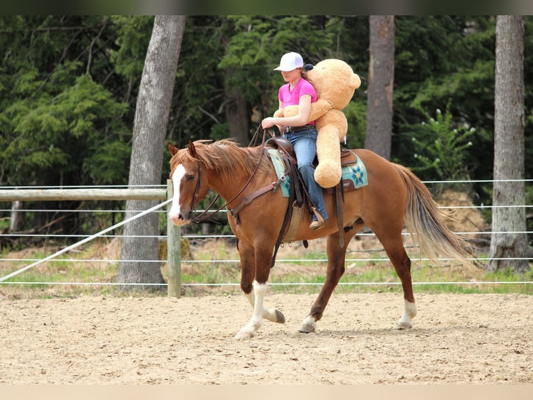American Quarter Horse Wallach 7 Jahre 152 cm Falbe in Clarion, PA
