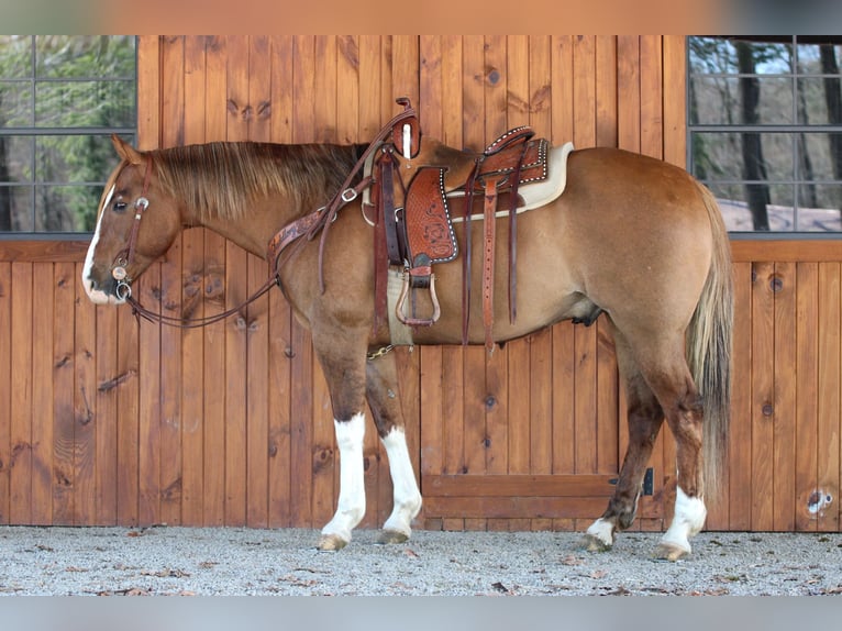 American Quarter Horse Wallach 7 Jahre 152 cm Falbe in Clarion, PA