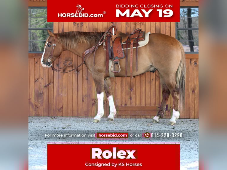American Quarter Horse Wallach 7 Jahre 152 cm Falbe in Clarion, PA