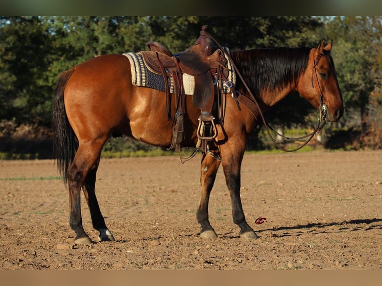 American Quarter Horse Wallach 7 Jahre 152 cm Falbe in Graham, TX