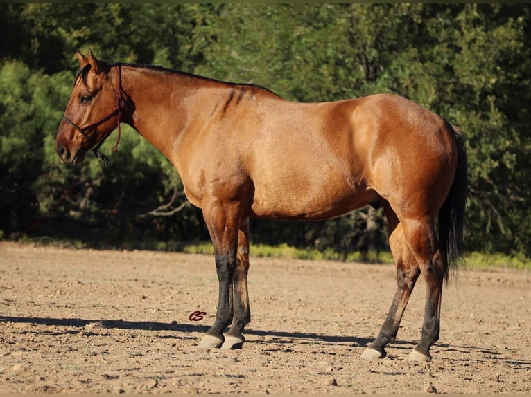 American Quarter Horse Wallach 7 Jahre 152 cm Falbe in Graham, TX