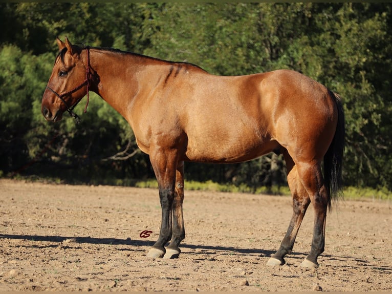 American Quarter Horse Wallach 7 Jahre 152 cm Falbe in Graham TX