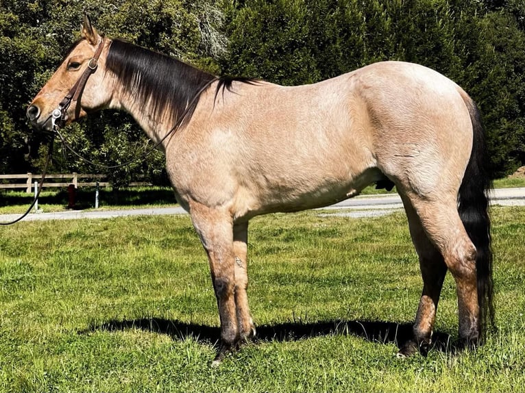 American Quarter Horse Wallach 7 Jahre 152 cm Falbe in Paicines CA