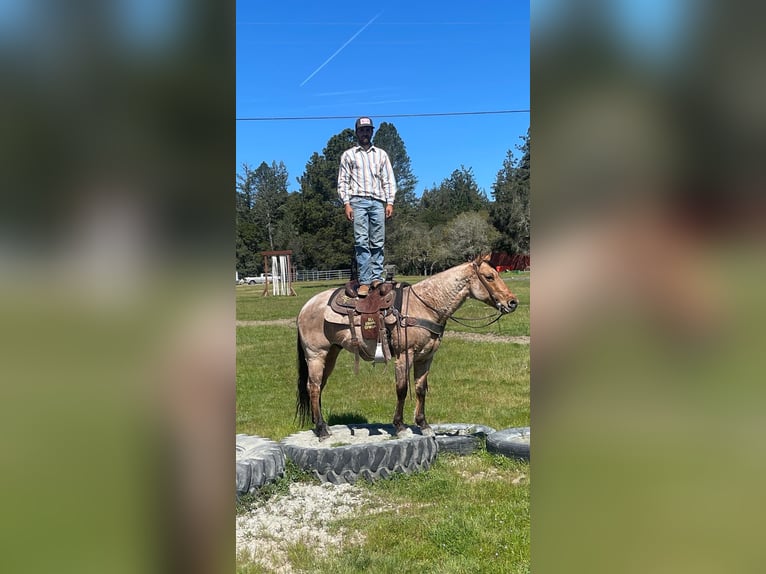 American Quarter Horse Wallach 7 Jahre 152 cm Falbe in Paicines CA