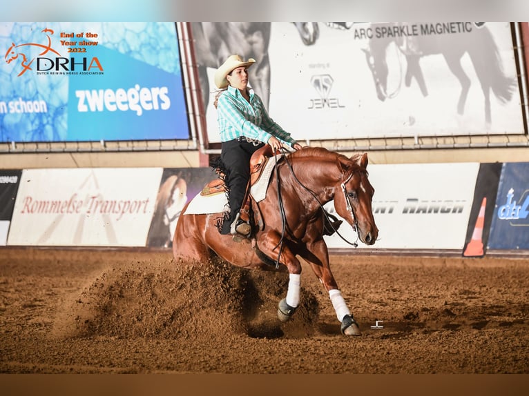 American Quarter Horse Wallach 7 Jahre 152 cm Fuchs in Neunkirchen-Seelscheid