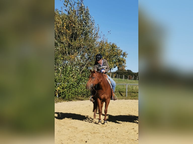 American Quarter Horse Wallach 7 Jahre 152 cm Fuchs in Neunkirchen-Seelscheid