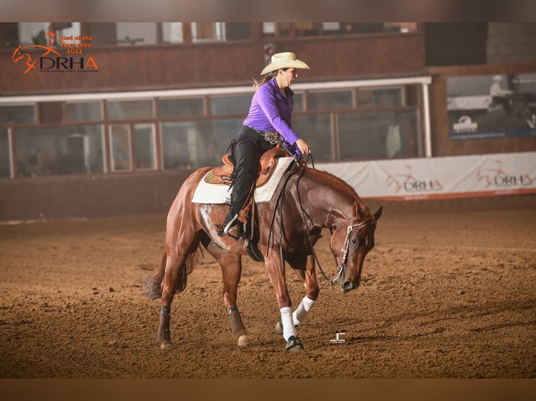 American Quarter Horse Wallach 7 Jahre 152 cm Fuchs in Neunkirchen-Seelscheid
