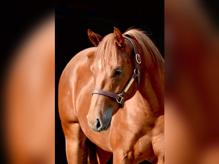 American Quarter Horse Wallach 7 Jahre 152 cm Fuchs in Neunkirchen-Seelscheid