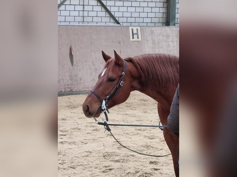 American Quarter Horse Wallach 7 Jahre 152 cm Fuchs in Neunkirchen-Seelscheid