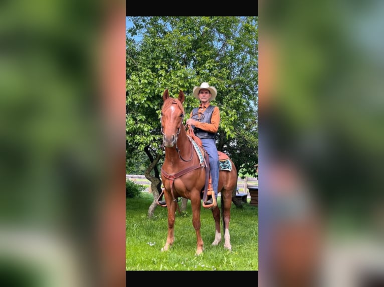American Quarter Horse Wallach 7 Jahre 152 cm Fuchs in Neukirchen am Walde