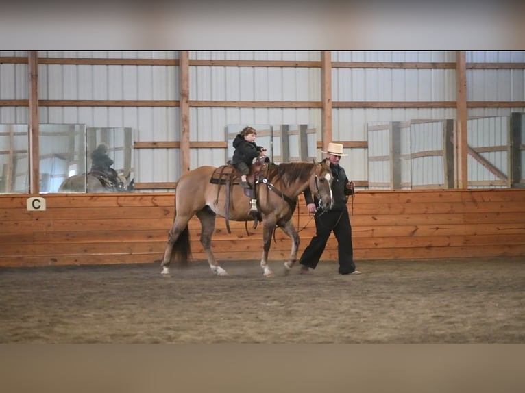 American Quarter Horse Wallach 7 Jahre 152 cm Grullo in Rebersburg