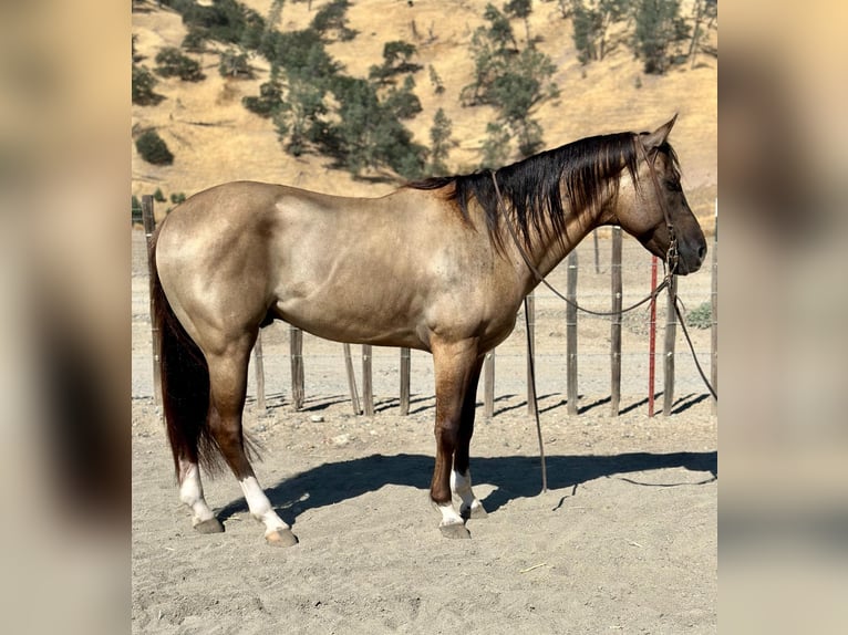 American Quarter Horse Wallach 7 Jahre 152 cm Grullo in Bitterwater, CA