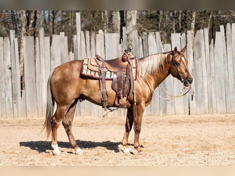 American Quarter Horse Wallach 7 Jahre 152 cm Palomino in Buffalo, MO