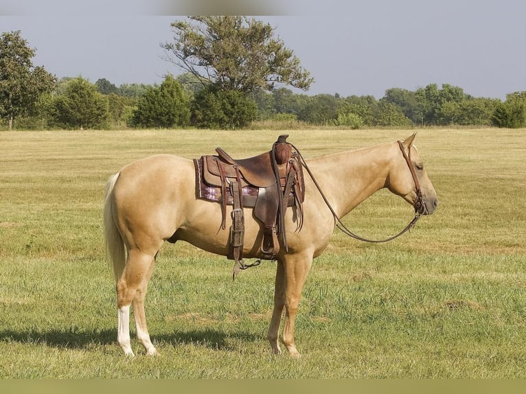 American Quarter Horse Wallach 7 Jahre 152 cm Palomino in Buffalo, MO