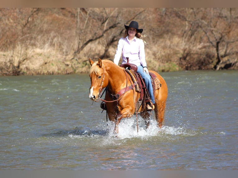 American Quarter Horse Wallach 7 Jahre 152 cm Palomino in Clarion