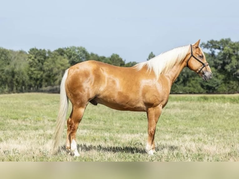 American Quarter Horse Wallach 7 Jahre 152 cm Palomino in Joy, IL