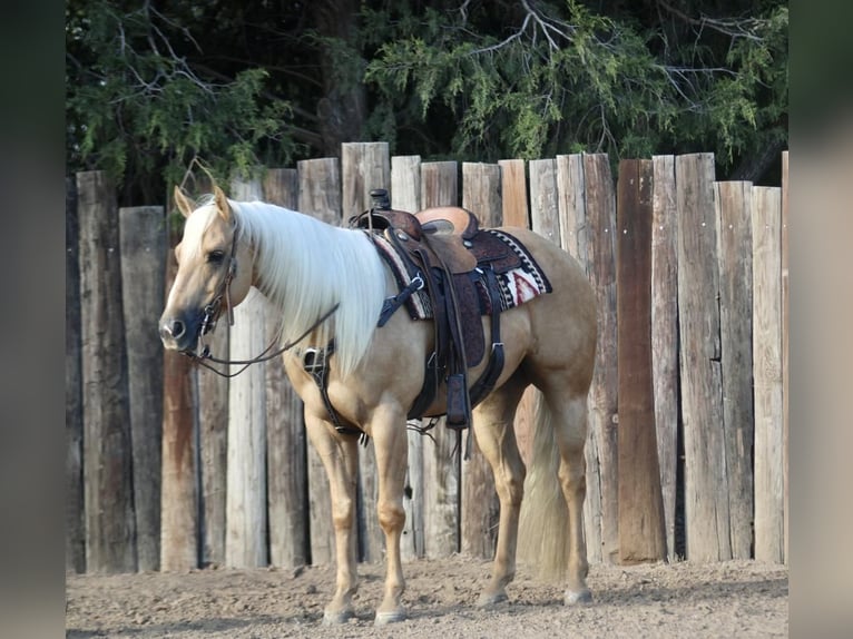 American Quarter Horse Wallach 7 Jahre 152 cm Palomino in Madill