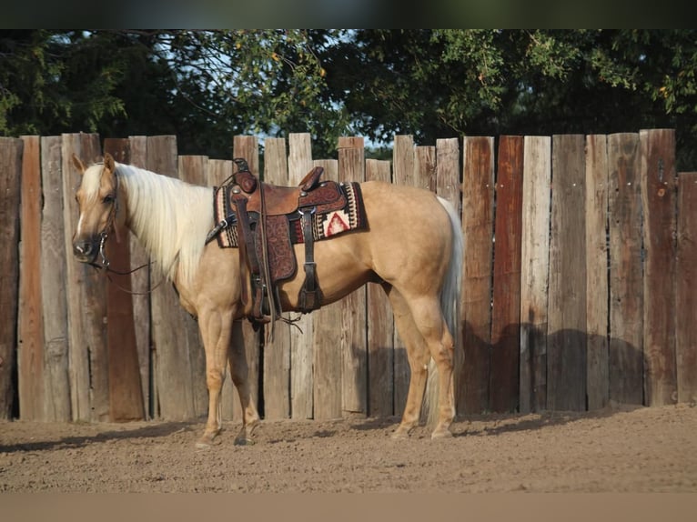 American Quarter Horse Wallach 7 Jahre 152 cm Palomino in Madill