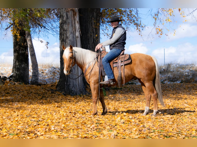 American Quarter Horse Wallach 7 Jahre 152 cm Palomino in Saint Anthony