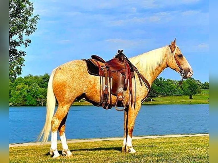 American Quarter Horse Wallach 7 Jahre 152 cm Palomino in FORDSVILLE, KY