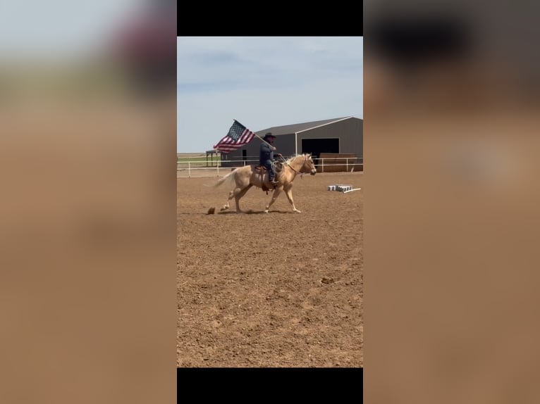American Quarter Horse Wallach 7 Jahre 152 cm Palomino in Dalhart
