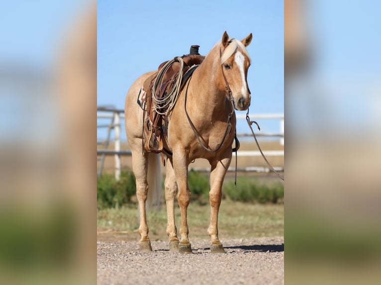 American Quarter Horse Wallach 7 Jahre 152 cm Palomino in Dalhart