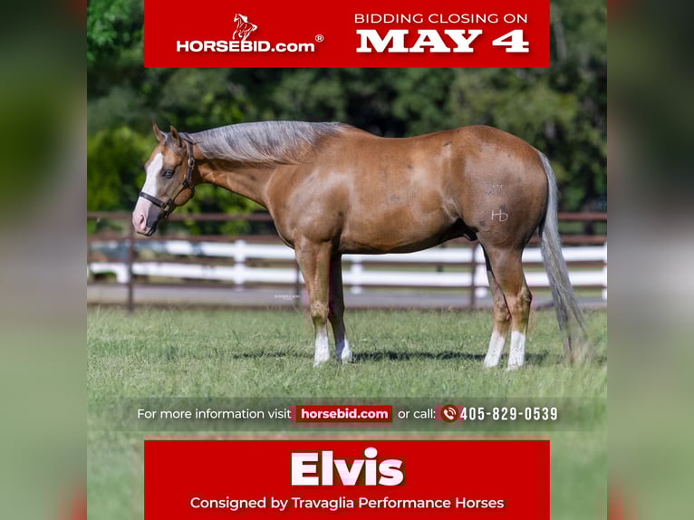 American Quarter Horse Wallach 7 Jahre 152 cm Palomino in Burleson, TX