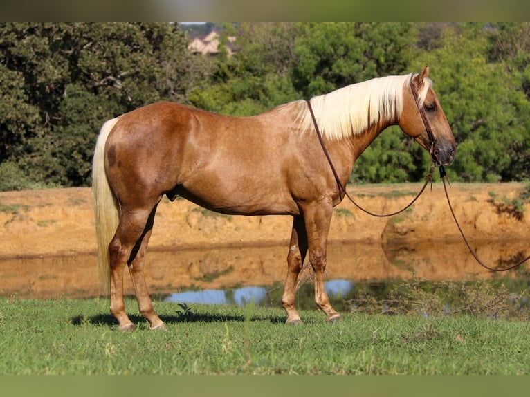American Quarter Horse Wallach 7 Jahre 152 cm Palomino in Cleburne, TX