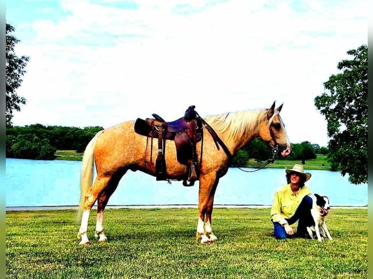 American Quarter Horse Wallach 7 Jahre 152 cm Palomino in LaCyngne, KS