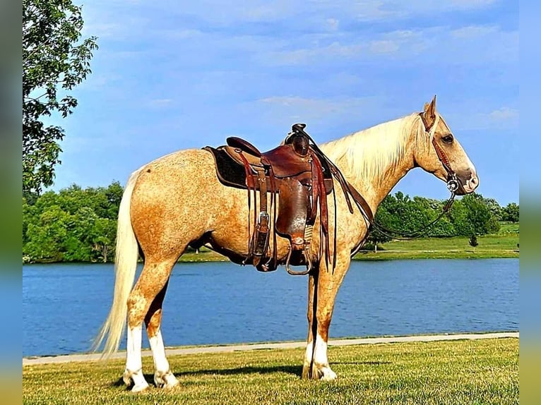 American Quarter Horse Wallach 7 Jahre 152 cm Palomino in LaCyngne, KS