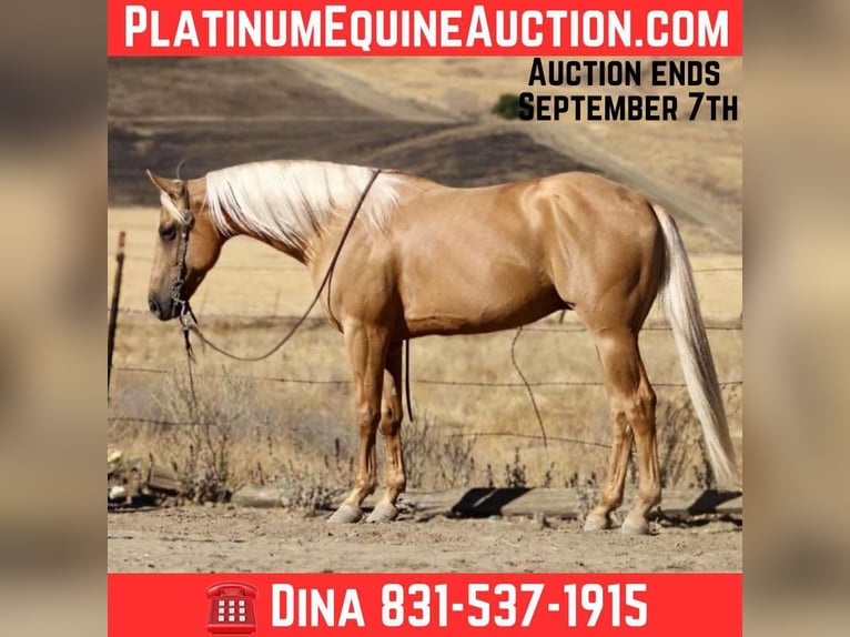 American Quarter Horse Wallach 7 Jahre 152 cm Palomino in Paicines CA