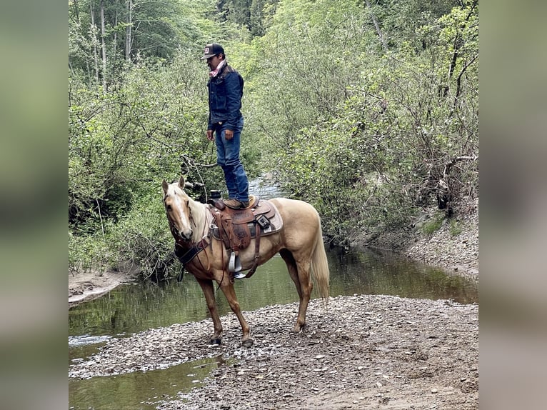 American Quarter Horse Wallach 7 Jahre 152 cm Palomino in Paicines CA