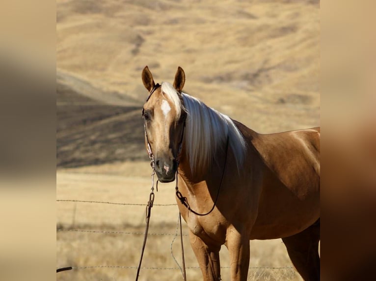 American Quarter Horse Wallach 7 Jahre 152 cm Palomino in Paicines CA