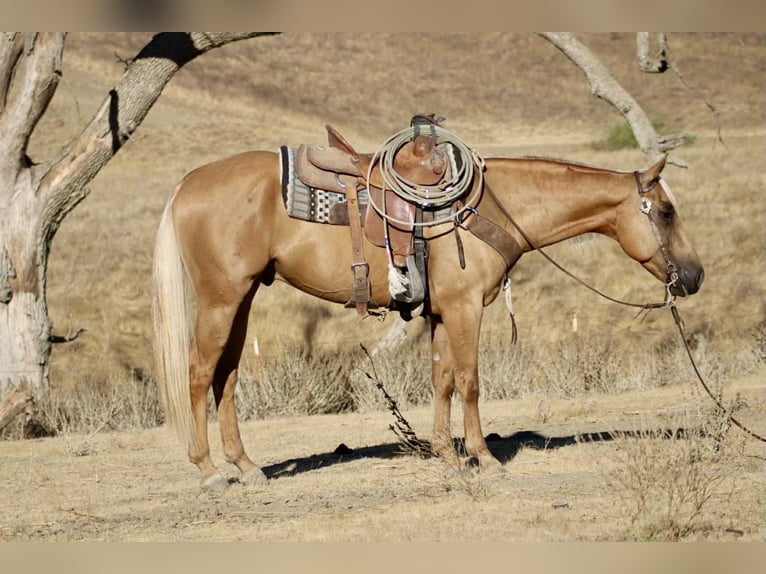 American Quarter Horse Wallach 7 Jahre 152 cm Palomino in Paicines CA