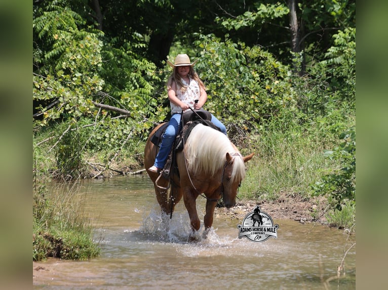 American Quarter Horse Wallach 7 Jahre 152 cm Palomino in Gladstone, NJ