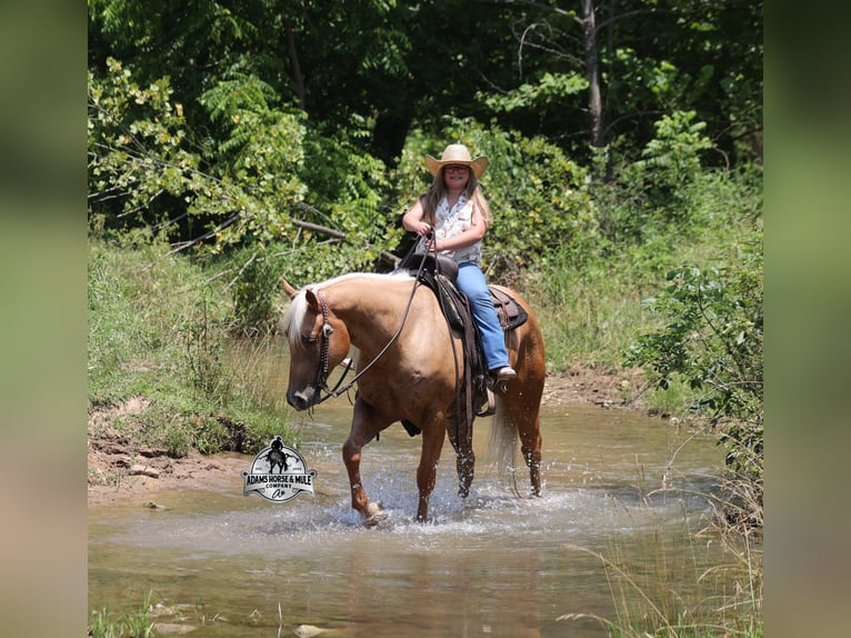American Quarter Horse Wallach 7 Jahre 152 cm Palomino in Gladstone, NJ