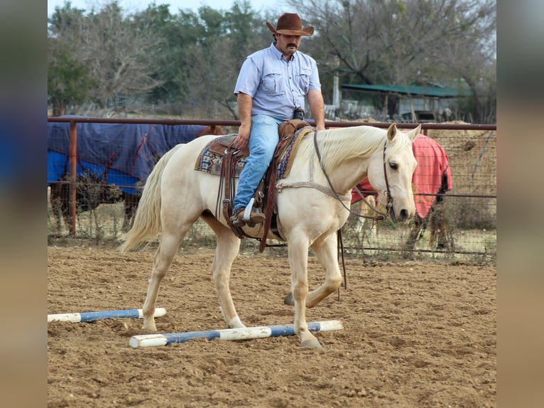 American Quarter Horse Wallach 7 Jahre 152 cm Palomino in Stephenville TX