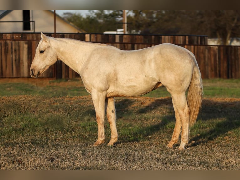 American Quarter Horse Wallach 7 Jahre 152 cm Palomino in Stephenville TX