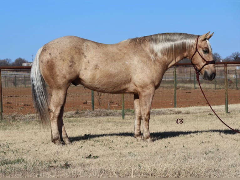 American Quarter Horse Wallach 7 Jahre 152 cm Palomino in Wellsville, UT