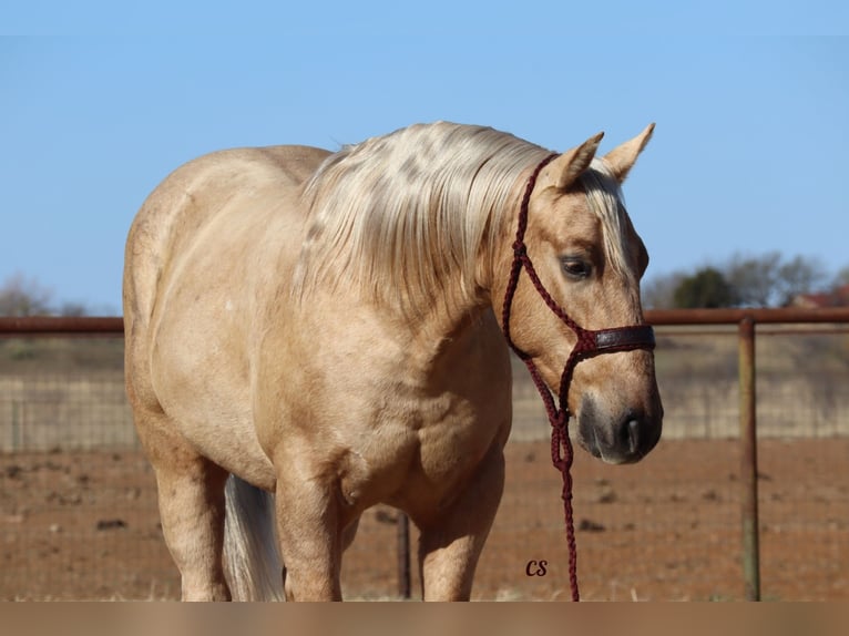 American Quarter Horse Wallach 7 Jahre 152 cm Palomino in Wellsville, UT