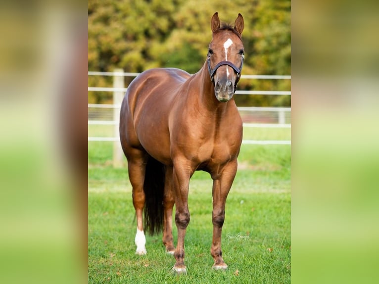 American Quarter Horse Wallach 7 Jahre 152 cm in Sharpsville, PA