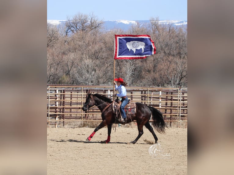 American Quarter Horse Wallach 7 Jahre 152 cm Rappe in Cody