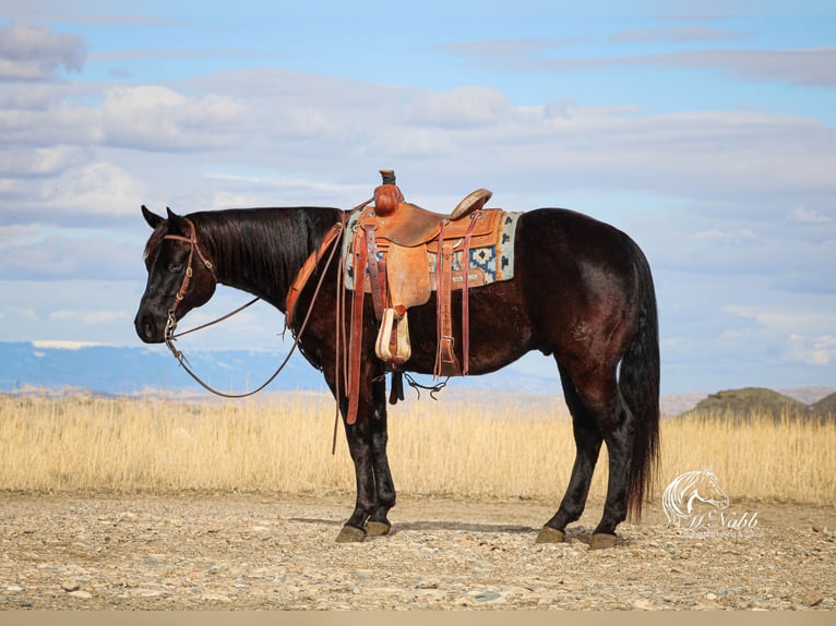 American Quarter Horse Wallach 7 Jahre 152 cm Rappe in Cody